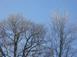 Tree structure is more visible without the leaves.