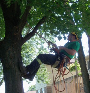 I am climbing a tree using a rope and saddle, similar to rock climbing.
