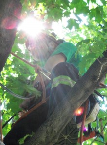 In this photo I am resting in the maple tree after climbing to the top.