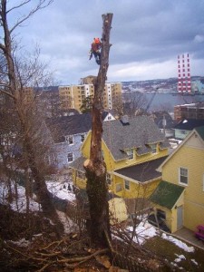 This tree is being taken down is small pieces
