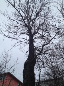 This large poplar is 50% dead and has many dead branches overhanging the backyard.