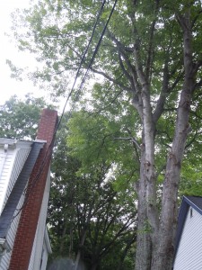 Tree pruned back from the house and chimney.
