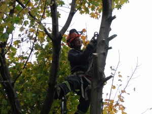Climbing a maple tree to disassemble it in small pieces.