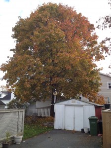 The maple tree is preventing sunlight from entering the yard. The tree is very thick and overgrown with many broken branches and deadwood.