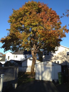 This tree has been pruned to allow more sunlight into the back yard. The Norway Maple is the focal point of the yard.