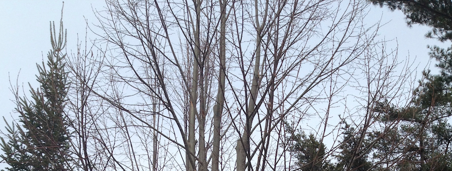 Winter Tree Pruning